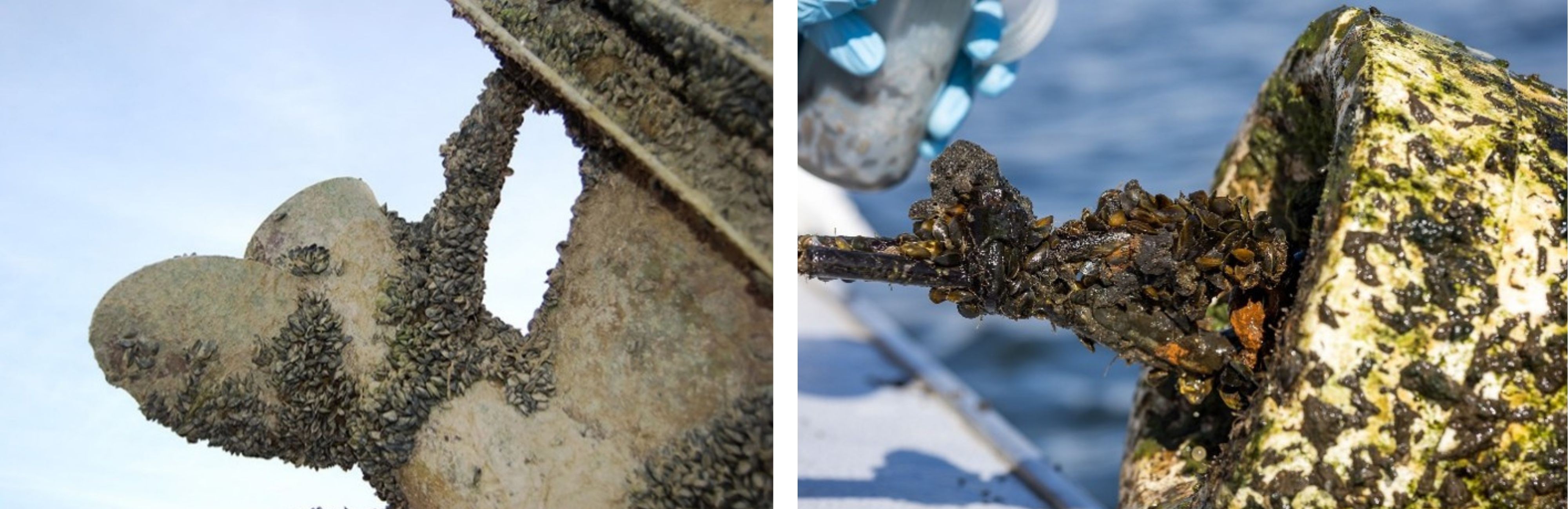 Mussel encrusted boat prop and water intake pipe. Mussel encrusted boat prop and water intake pipe.